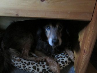 Betagter Hund (Foto: Tierheim)