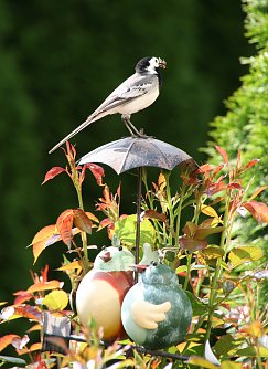 Bachstelze (Foto: Joachim Retzek)
