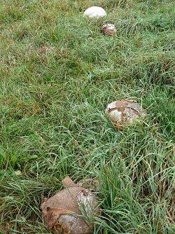 Bovist klein (Foto: B. Hartmann)