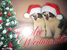 Weihnachtsgr&uuml;&szlig;e (Foto: Karin Ziegler)