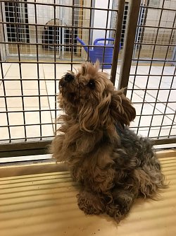 verwahrloster Hund (Foto: Oliver Fontolan)