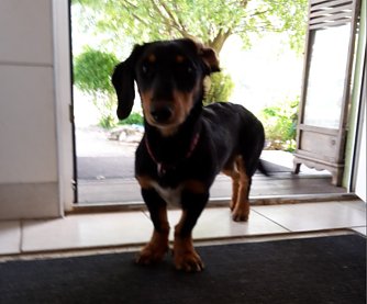 Josy (Foto: Karin Ziegler)