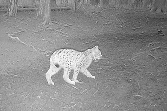 Eine Wildtierkamera nahm Luchsweibchen Nova im Saaletal auf Foto: Birgit Zwilling 