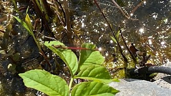 Rote Libelle am Teich Foto: Christa Manck