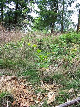 Bild: Neues Leben f&uuml;r den Wald
