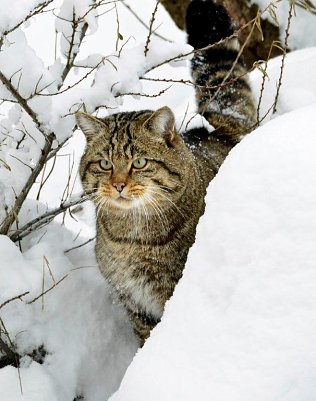 Wildkatze (Foto: B&auml;rbel Bawey)