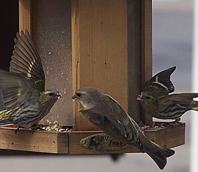 Im Winter helfen (Foto: Nationalpark Harz)