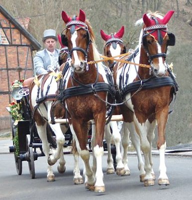 Toller Pferdesport auf der Forstfarm (Foto: privat)