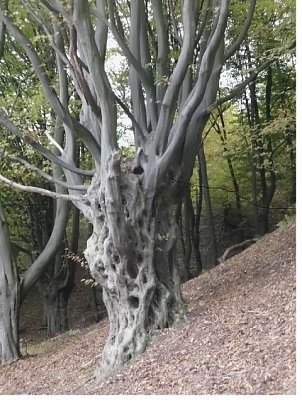 Hainbuchenwald (Foto: Naturparkentrum)