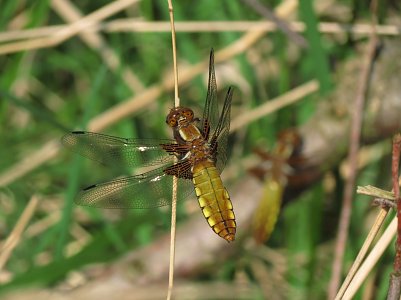 Der Plattbauch geh&ouml;rt zu den Pionieren an neuen Gartenteichen (Foto: Walter Wimmer)