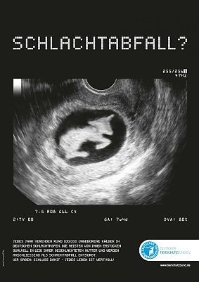 Auch tr&auml;chtige Rinder werden geschlachtet (Foto: Tierschutzbund)