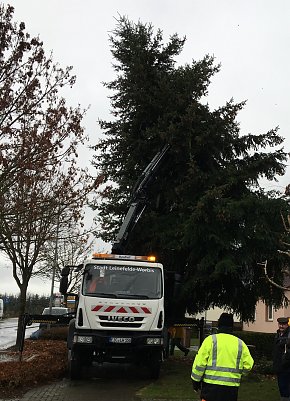 Weihnachtsbaum aus Worbis (Foto: Natalie H&uuml;nger)