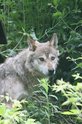 Der Neue (Foto: Bernd Nonnenmacher)