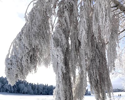 Wintertraum Th&uuml;ringer Wald, nahe Oberwirbach Foto: Beate Balik