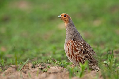 Der Vogel des Jahres: das Rebhuhn (Foto: jan Piecha)