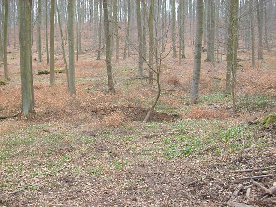 Der Fundort im Wald (Foto: Karl-Heinz Herrmann)