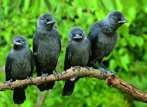 Vogel des n&auml;chsten Jahres (Foto: NABU)