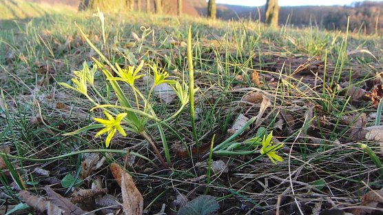 Acker-Goldstern (Foto: B. Schwarzberg) Acker-Goldstern (Foto: B. Schwarzberg)