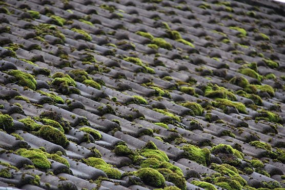 Moos schadet dem Dach (Foto: DBU) Moos schadet dem Dach (Foto: DBU)