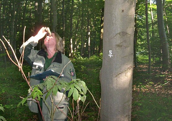 Waldzustandserhebung (Foto: Karl-Heinz Herrmann)