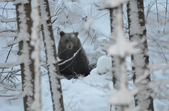 Jurka (Foto: R&uuml;diger Schmiedel)