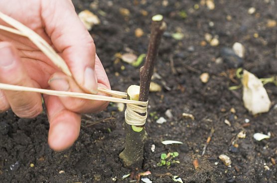 Veredlung (Foto: Arco Images / Smith)