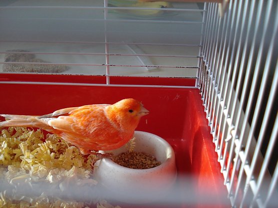 Zugeflogen (Foto: privat)