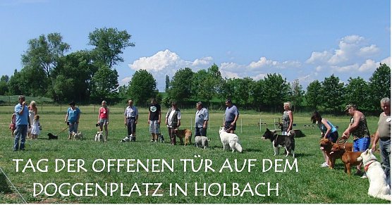 Alles tolle Hunde (Foto: privat)