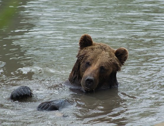 Badebär Pedro (Foto: Vera Faupel) Badebär Pedro (Foto: Vera Faupel)