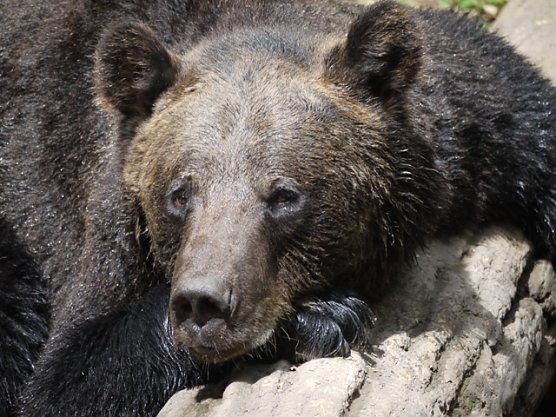Pedro (Foto: Stiftung für Bären) Pedro (Foto: Stiftung für Bären)