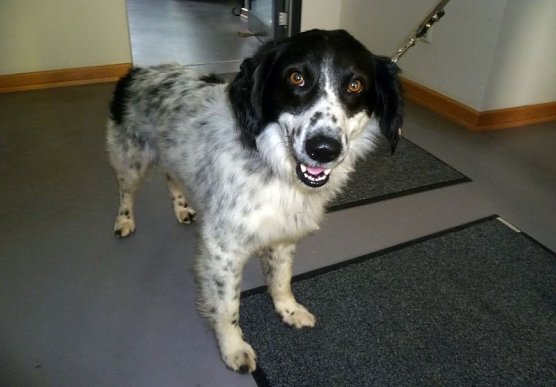 Zurückgebracht (Foto: API) Zurückgebracht (Foto: API)