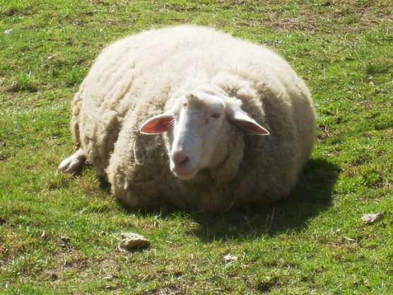 Leineschaf (Foto: Ralf Wettengel)