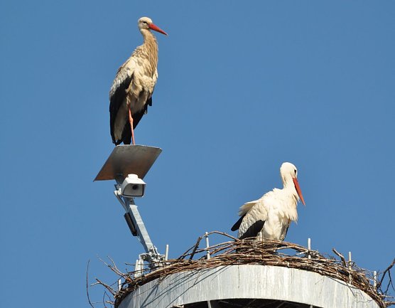 Weißstorchenpaar (Foto: Klaus Schmidt) Weißstorchenpaar (Foto: Klaus Schmidt)