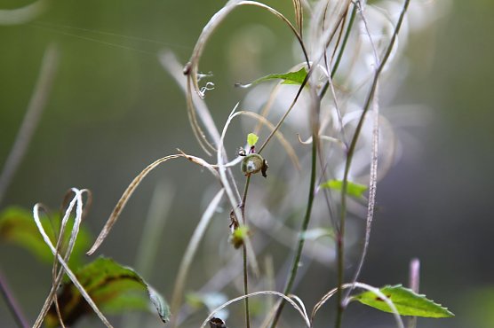 Am Braunsteinhaus (Foto: nnz)