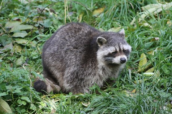Waschbär (Foto: Arne Willenberg) Waschbär (Foto: Arne Willenberg)