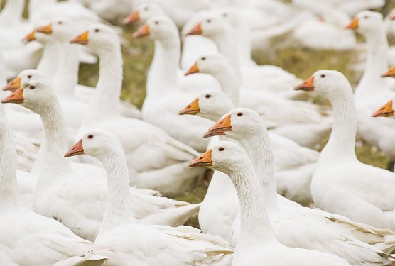Lebens gerupft (Foto: Stiftung Warentest)