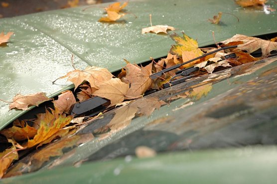 Gefahr durch Laub (Foto: T&Uuml;V)