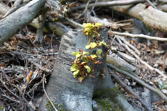 Am Braunsteinhaus (Foto: nnz) Am Braunsteinhaus (Foto: nnz)