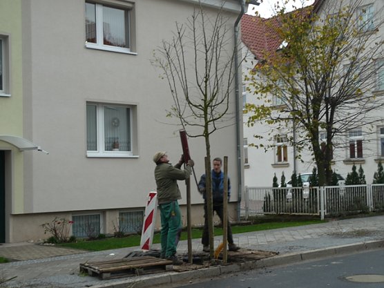Lutherstra&szlig;e - B&auml;ume gesetzt (Foto: Ilka K&uuml;hn)