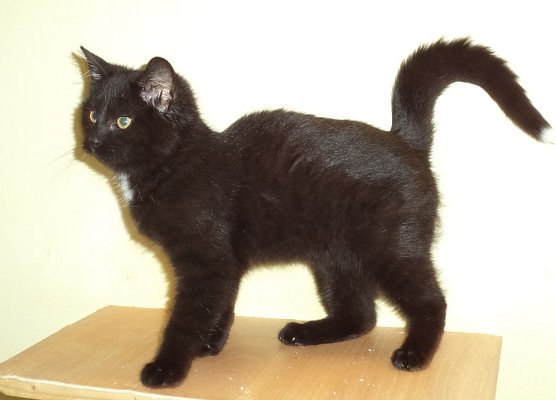 Zorgi (Foto: C. Knust)