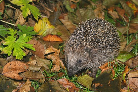 Igel beim Überwintern helfen (Foto: Th. Munk) Igel beim Überwintern helfen (Foto: Th. Munk)