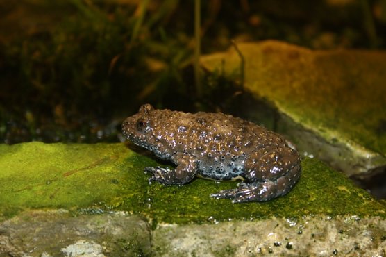 Gelbbauchunke (Foto: Arne Willenberg)