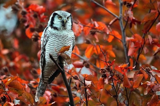 Sperbereule (Foto: Torsten Pröhl / fokus-natur.de) Sperbereule (Foto: Torsten Pröhl / fokus-natur.de)