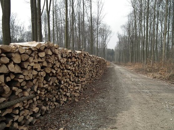 Brennholz am Weg (Foto: ThüringenForst) Brennholz am Weg (Foto: ThüringenForst)