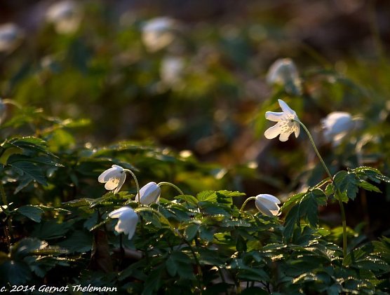 Wetter-Bild (Foto: Gernot Thelemann) Wetter-Bild (Foto: Gernot Thelemann)