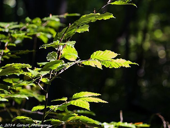 Wetter-Bild (Foto: Gernot Thelemann)