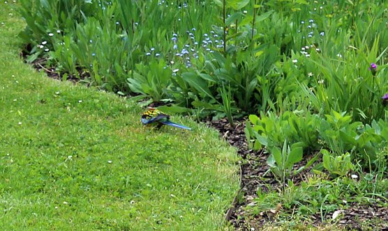 Papageien in Bad Frankenhausen (Foto: Karl-Heinz Herrmann)