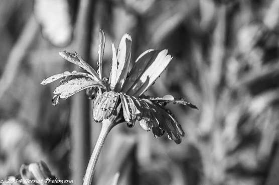 Wetter-Bild (Foto: Gernot Thelemann) Wetter-Bild (Foto: Gernot Thelemann)