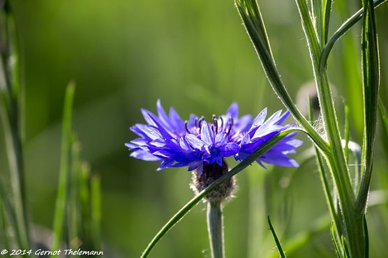 Wetter-Bild (Foto: Gernot Thelemann) Wetter-Bild (Foto: Gernot Thelemann)