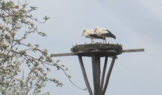 St&ouml;rche (Foto: Thomas Ehbrecht)